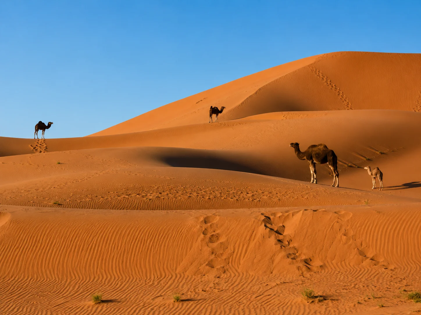 Camellos cruzando las dunas doradas de Chigaga en el Sahara de Marruecos