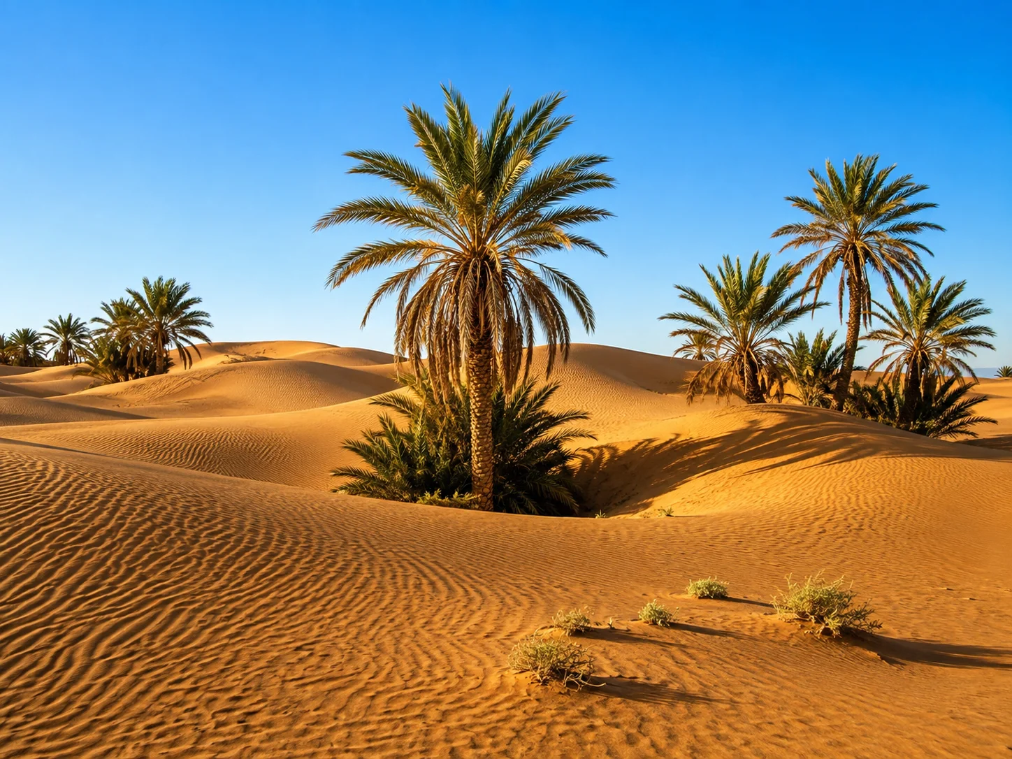 Palm oasis landscape in the Sahara region of Morocco
