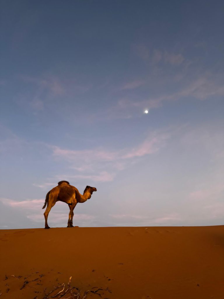 Camel beneath the moon in the Moroccan Sahara during a five-day desert trek