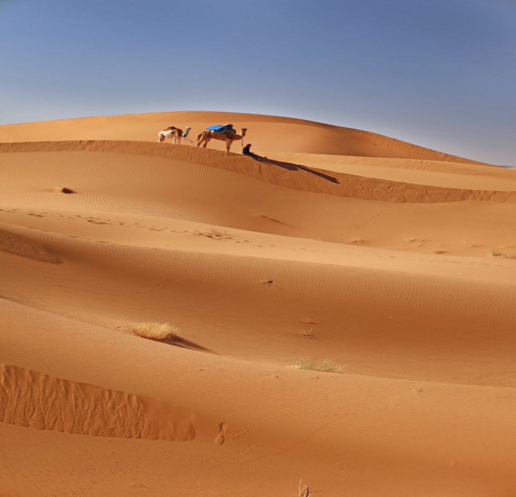 Camel caravan crossing golden dunes in Morocco’s Draa Valley