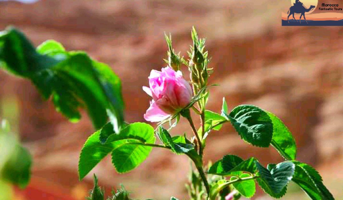 Trekking in the rose valley Morocco